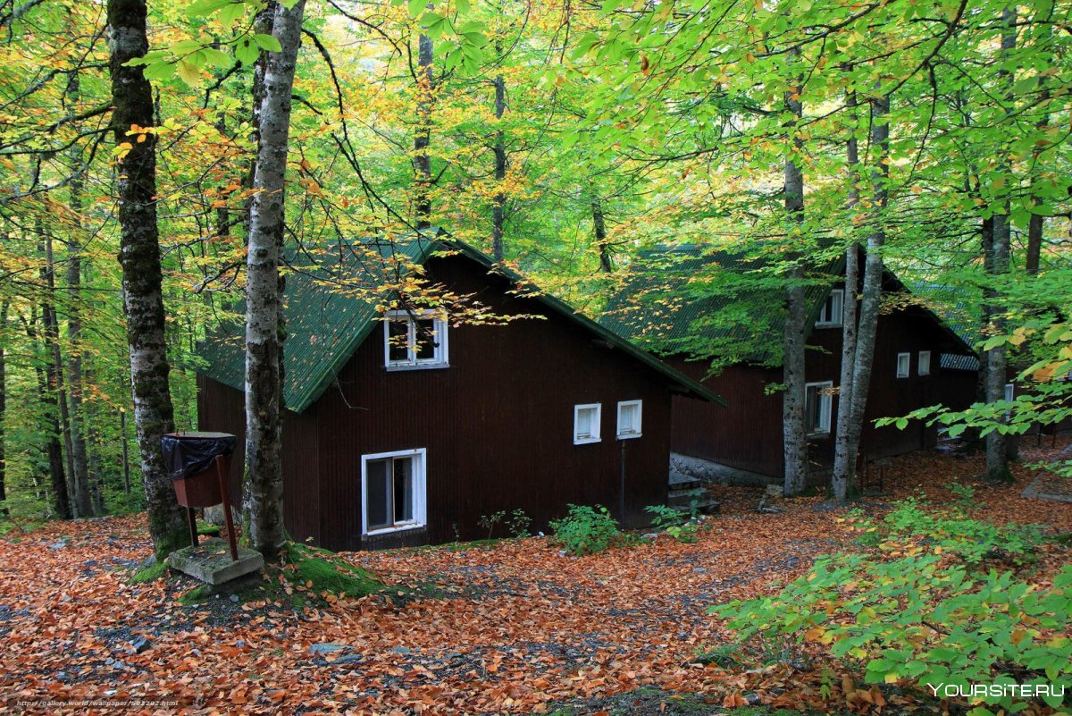 Шварцвальд дом в лесу