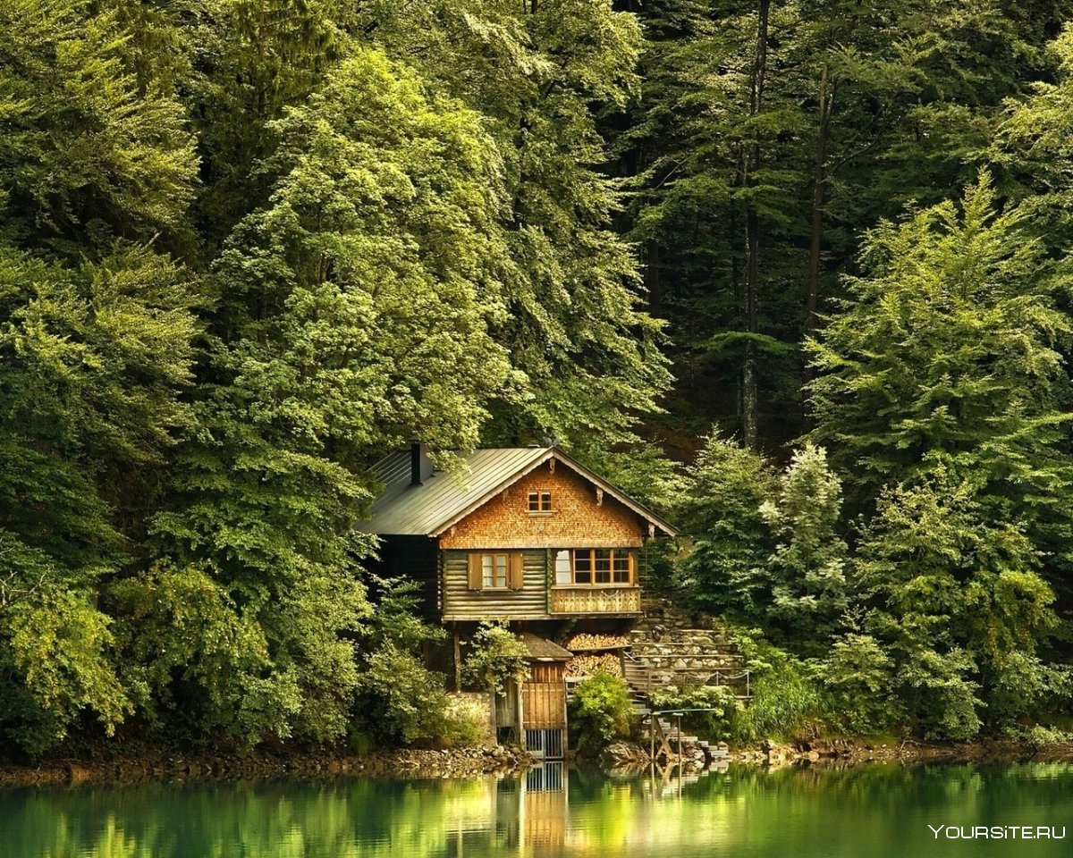 Волчонок дом у озера