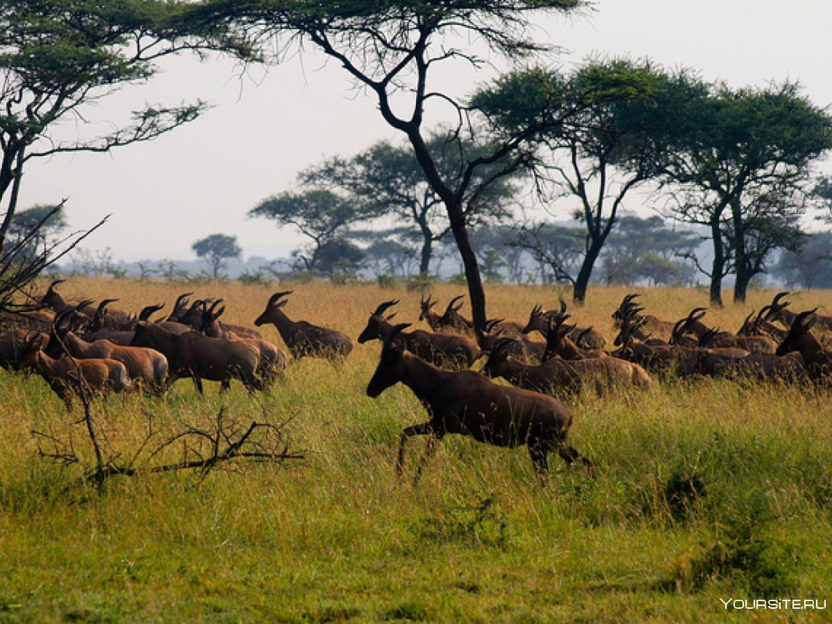 Танзания сафари парк Тарангире Танзания