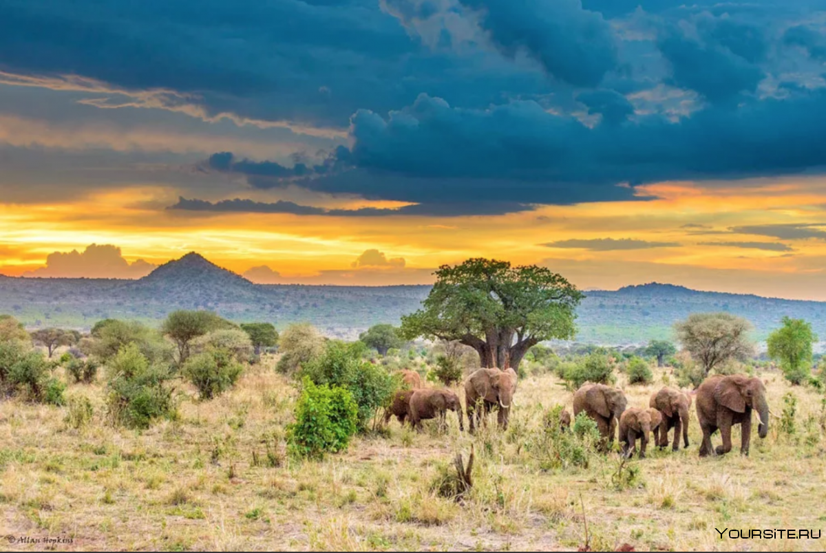 Национальный парк в Танзании Серенгети проект