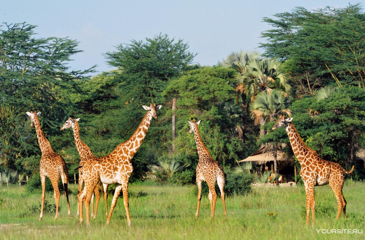 Национальный парк Тарангире Танзания животные