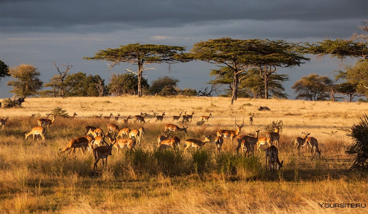 Национальный парк Серенгети Танзания животные
