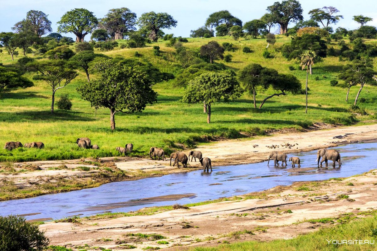 Селус Танзания слоны