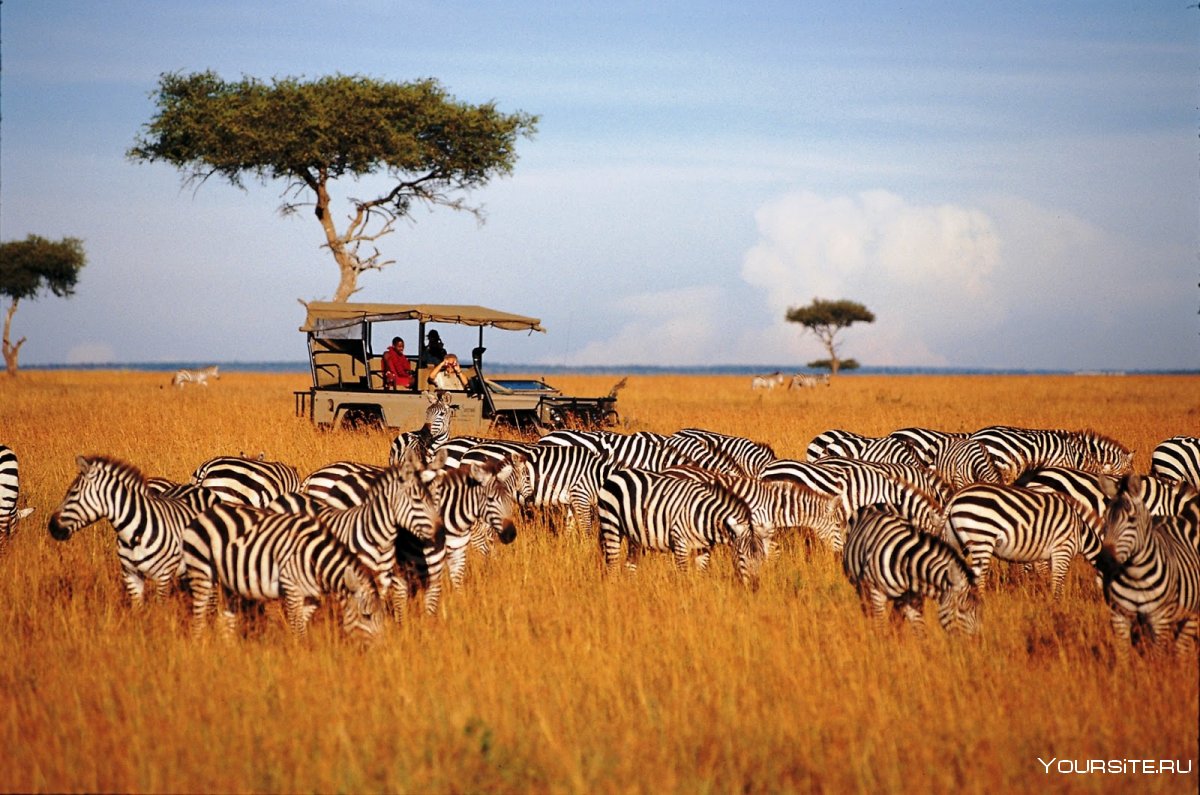 Танзания туризм сафари