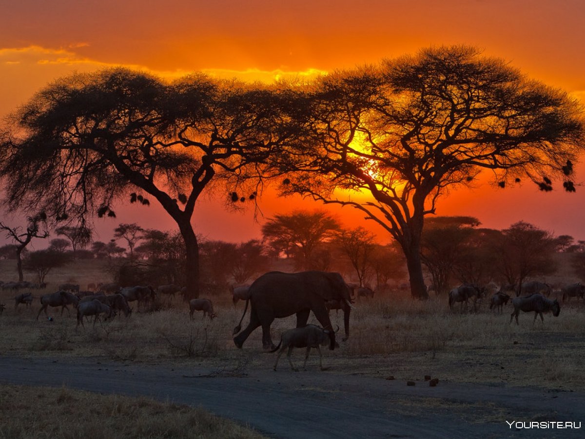 Таренгери парк Танзания национальный
