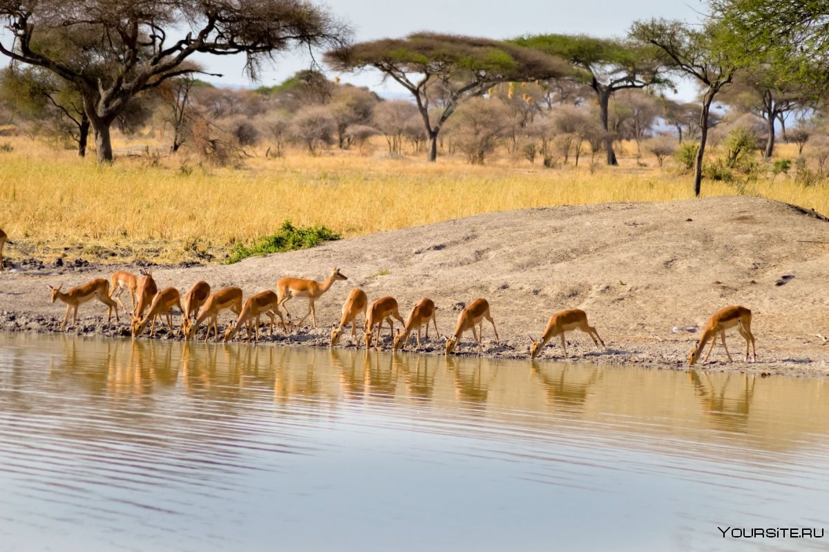 Национальный парк Амбосели Кения