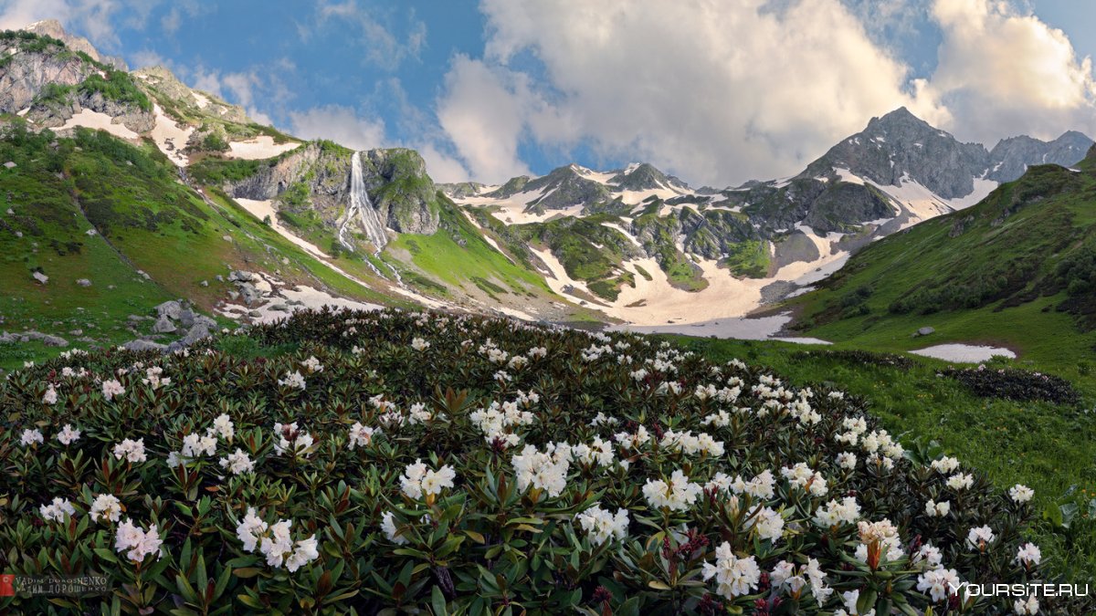 Рододендрон горный кавказский