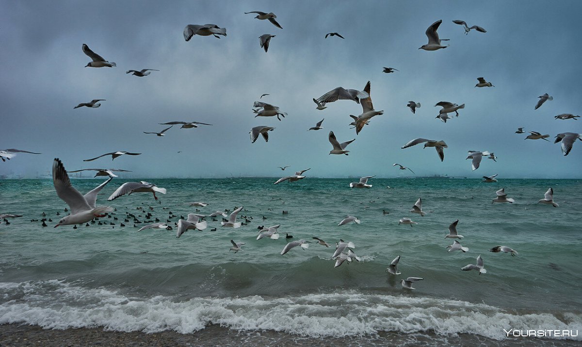 Море птицы пляж