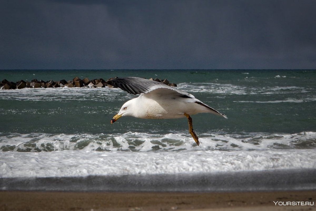 Чайки на пляже