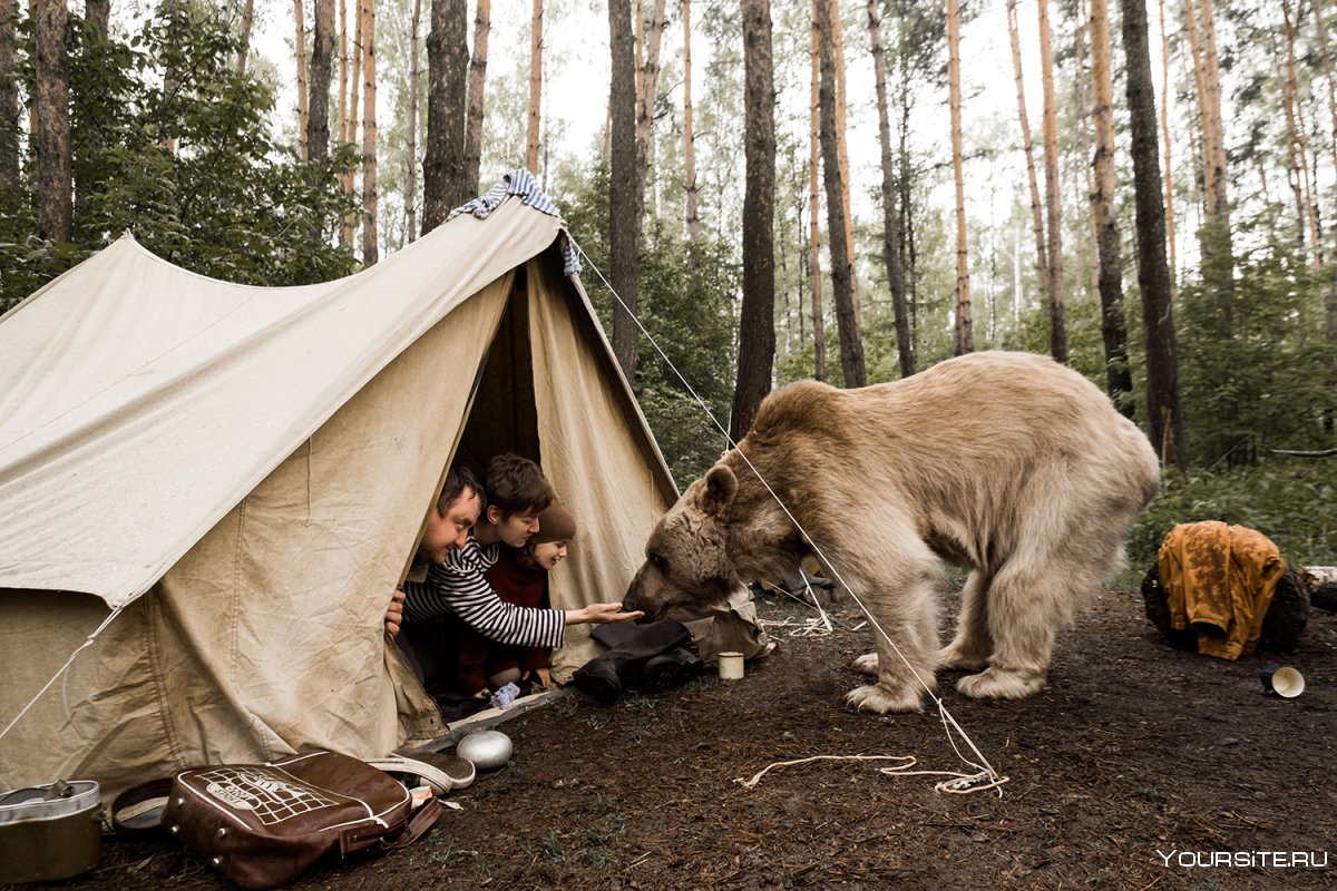 Медведь возле палатки