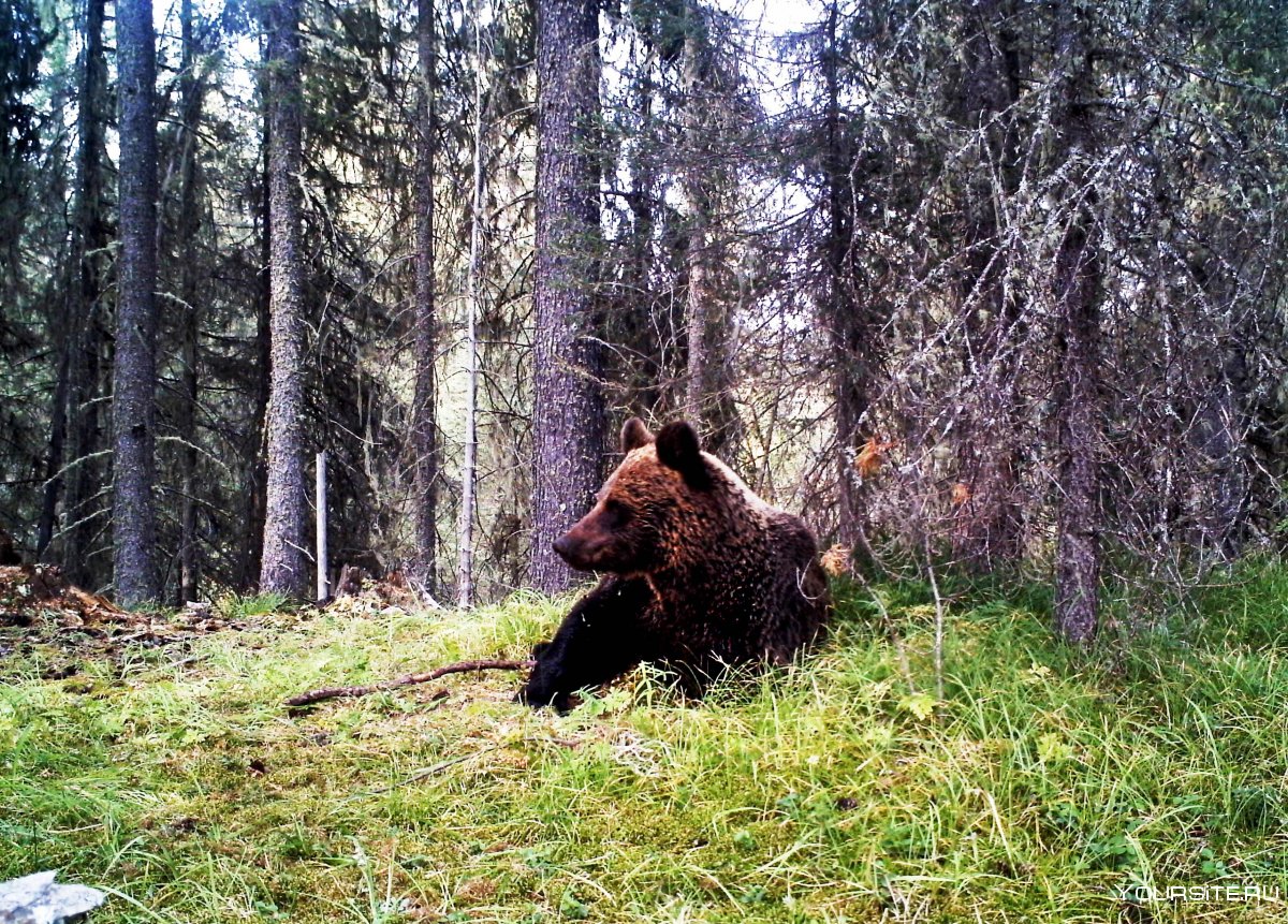 Алтайский заповедники России медведь