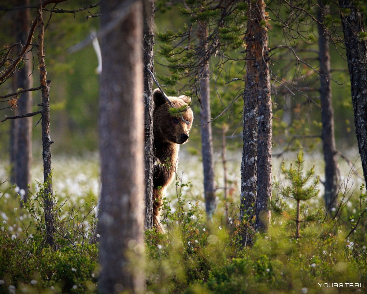 Медведь в хвойном лесу