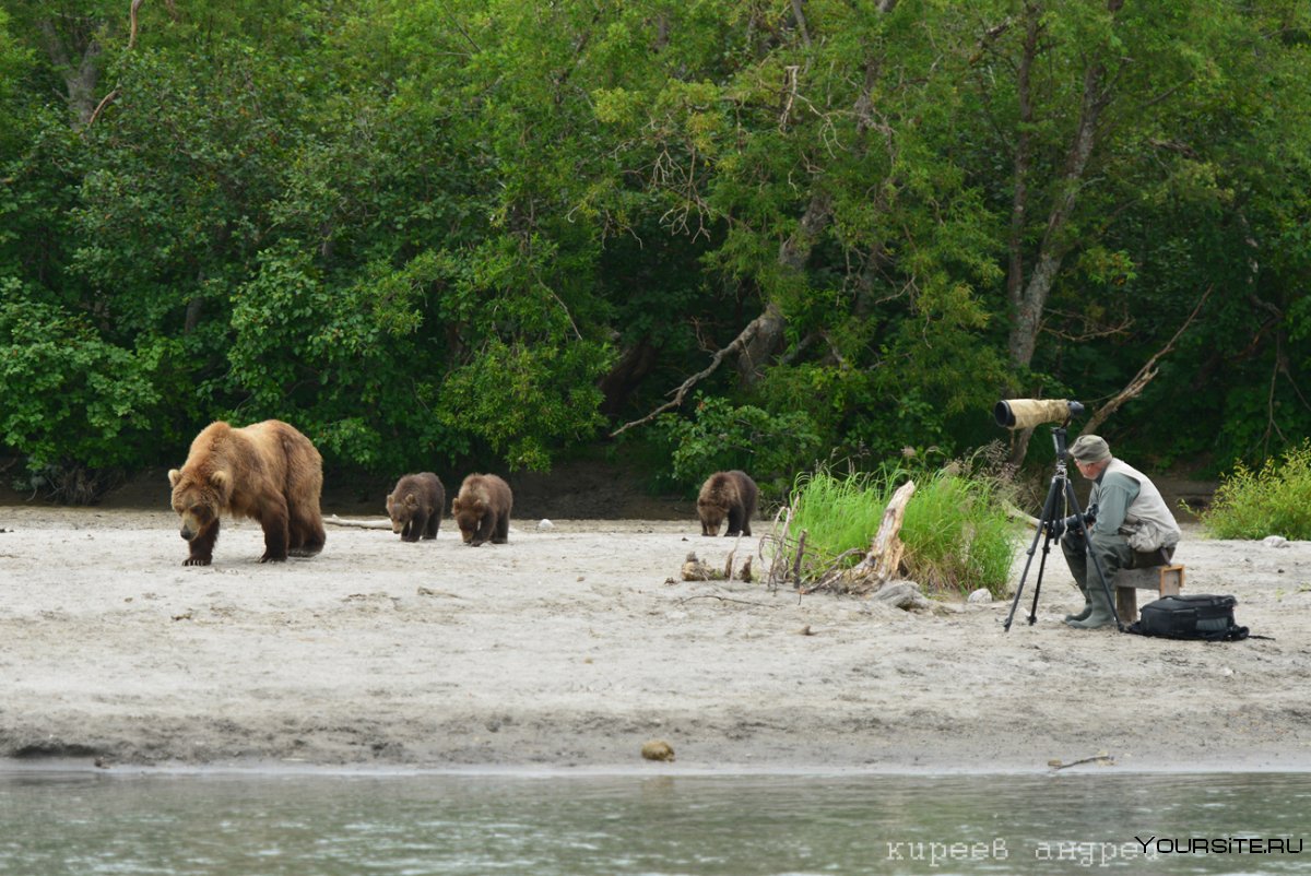 Съемки медведя на Камчатке