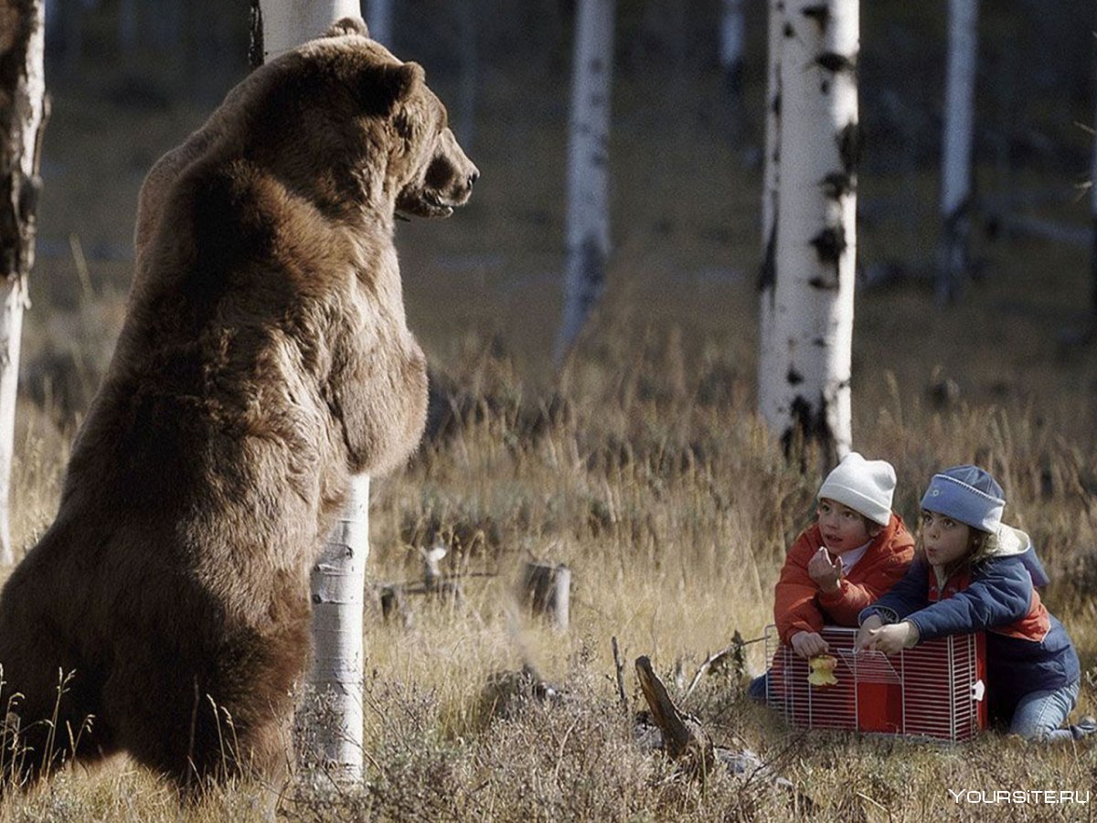 Встреча с медведем в лесу
