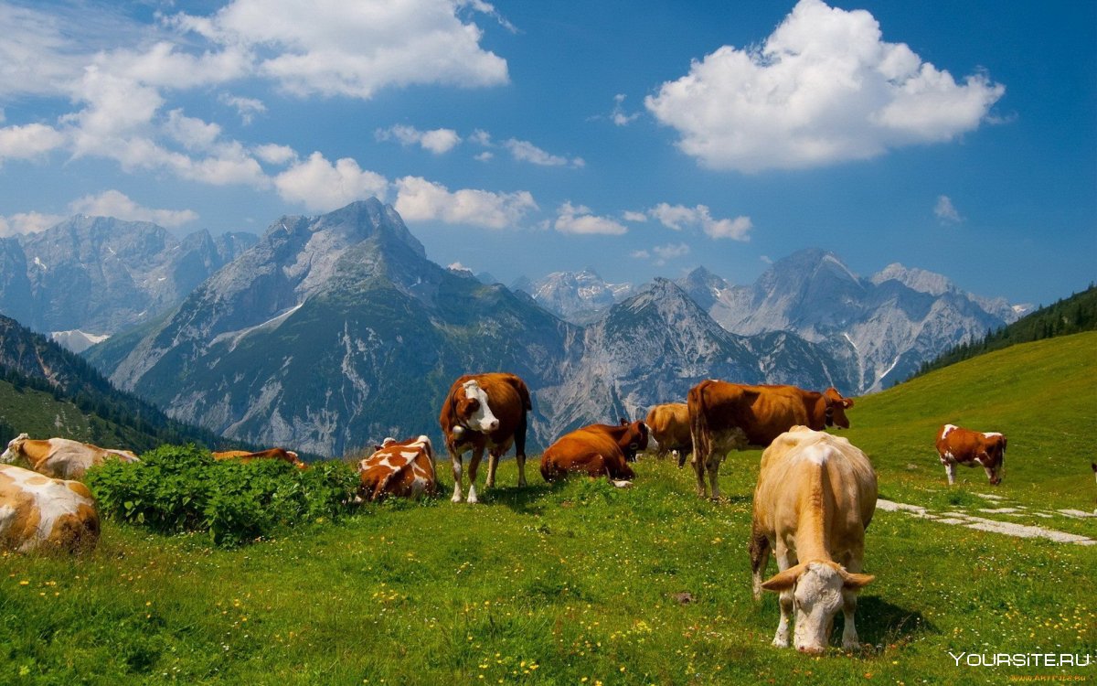 Швейцария пастбище коровы