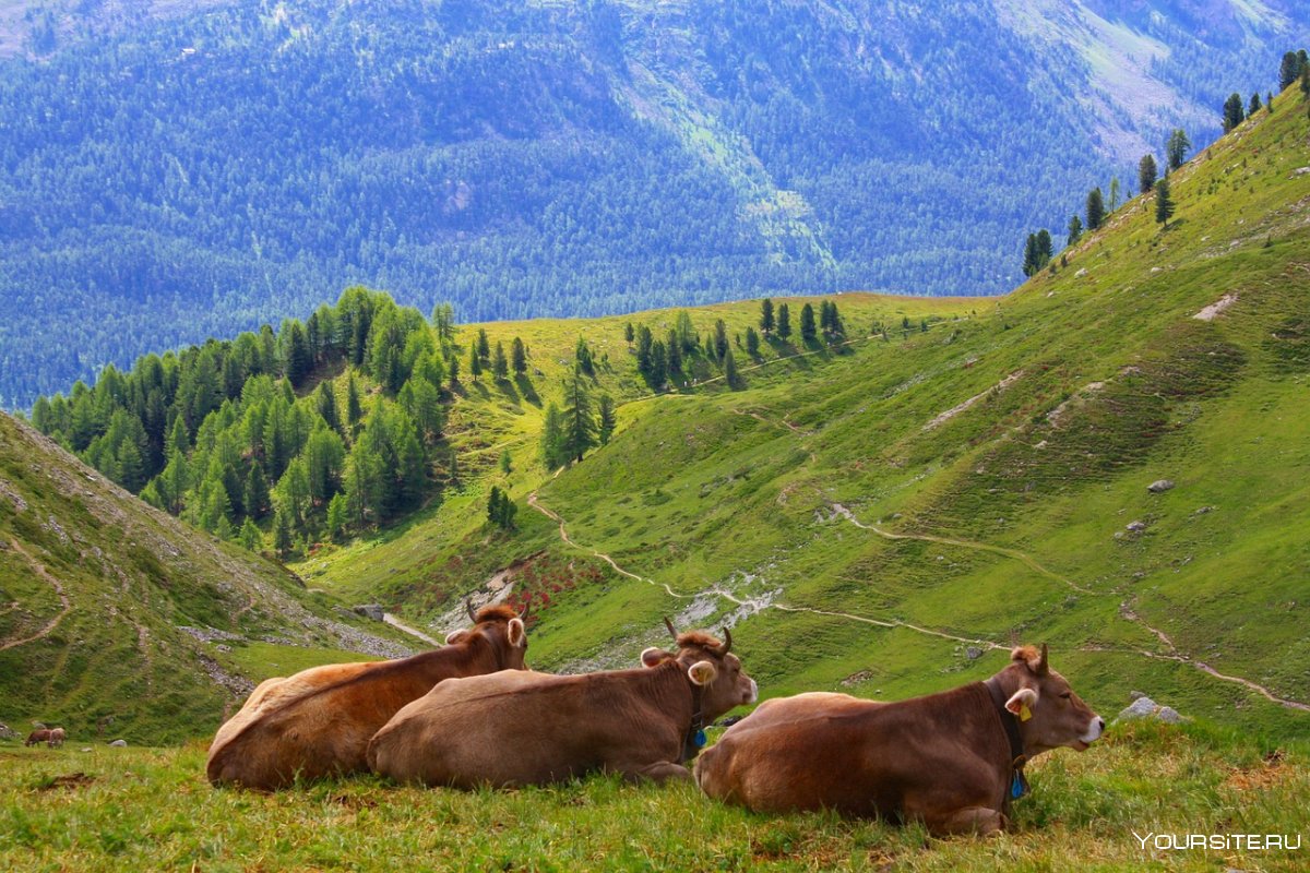 Баварские коровы