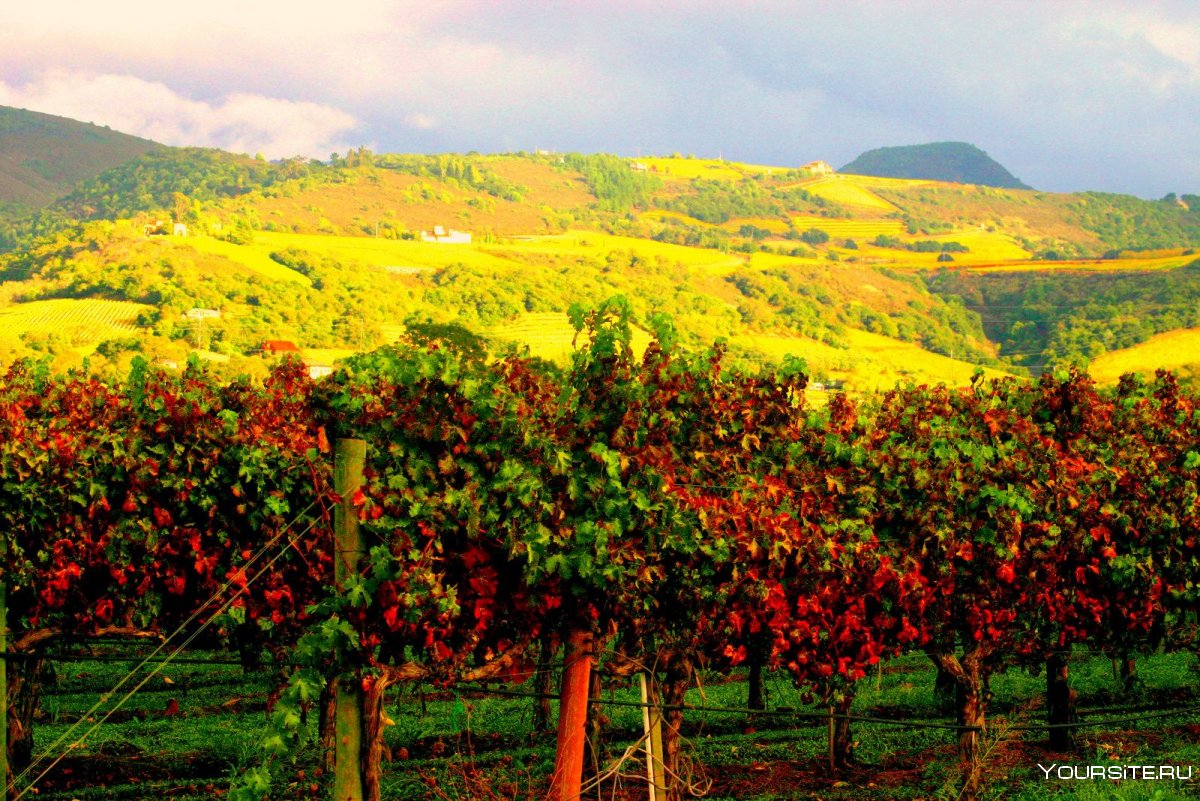 Долина Napa Valley