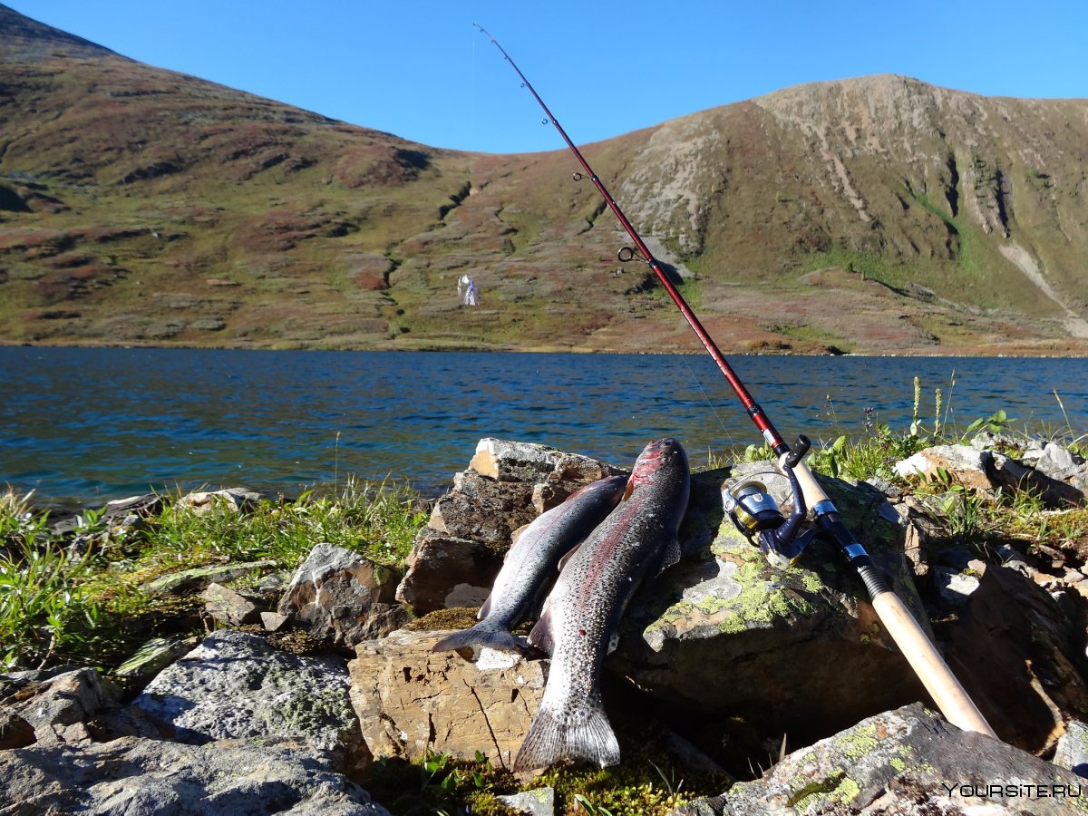 Рыбалка горный Алтай Телецкое озеро