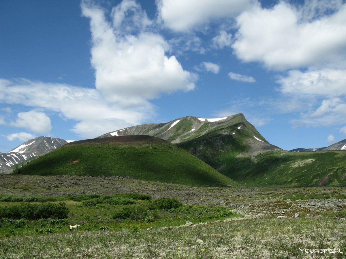 Сельдь на Аршане