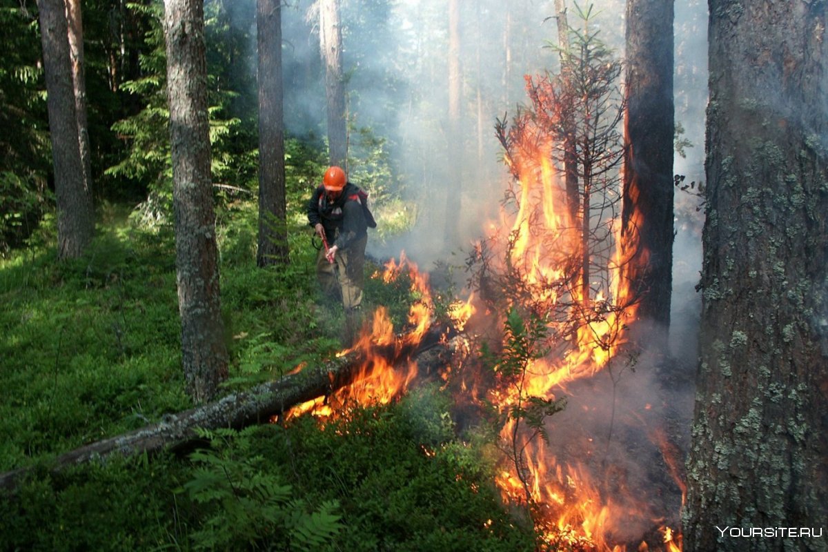 Лесные пожары в России 2020 в Ханты-Мансийском автономном округе
