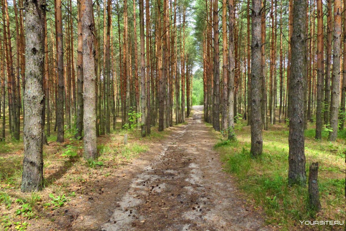 Томск леса кедр