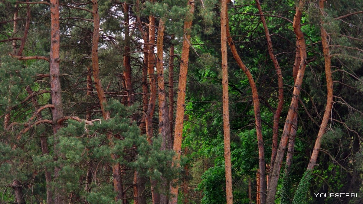 Замшеловый лес Рица
