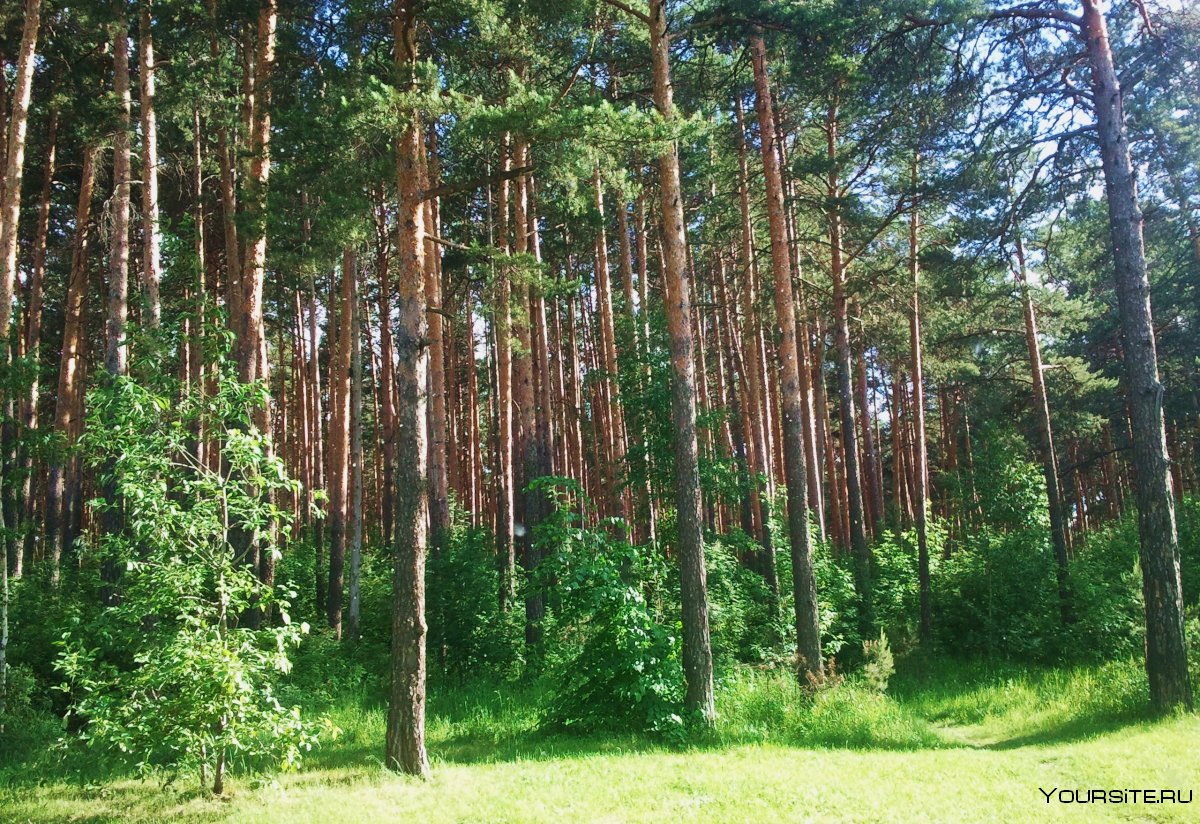 Сосновый Брянский лес