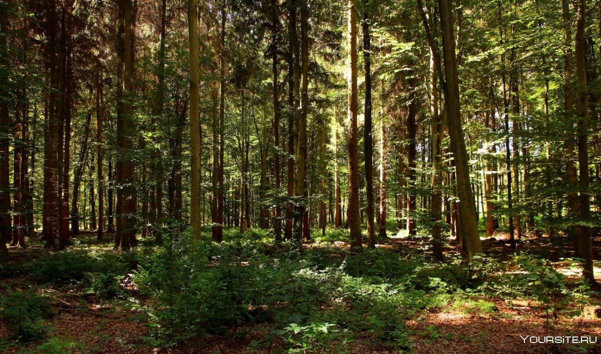 Хвойный лес Карелии