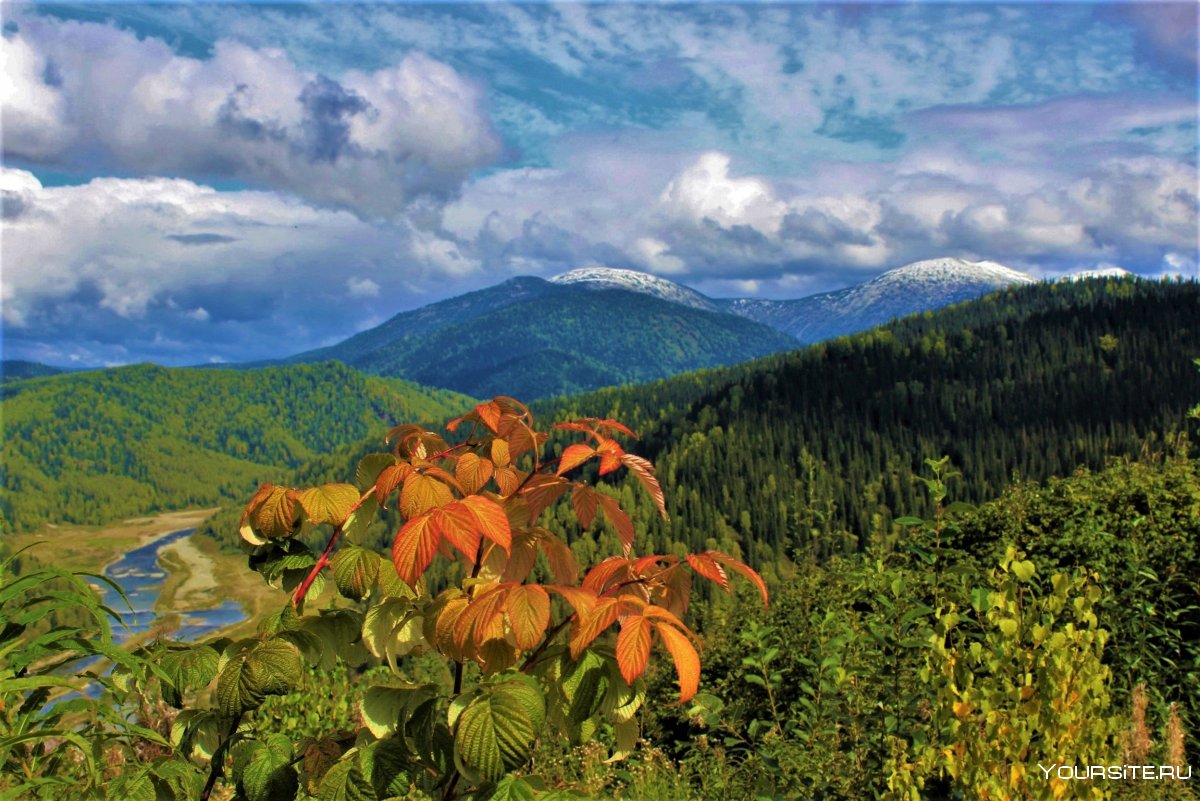 Растительный мир заповедника Кузнецкий Алатау