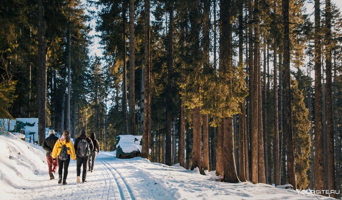 Прогулка по зимнему лесу