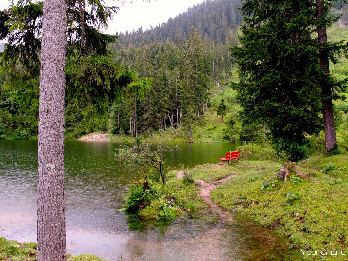 Берег лесного озера