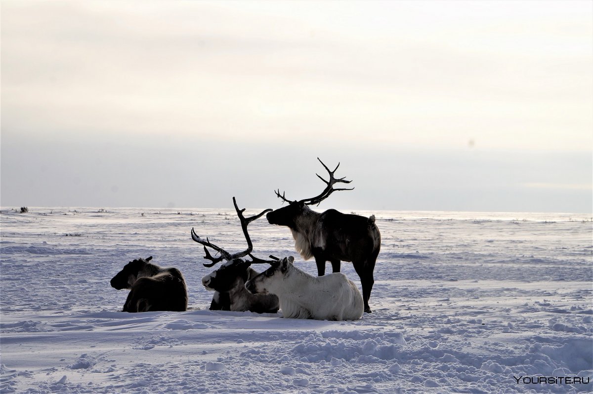 Природа Арктики в Нарьян-Маре