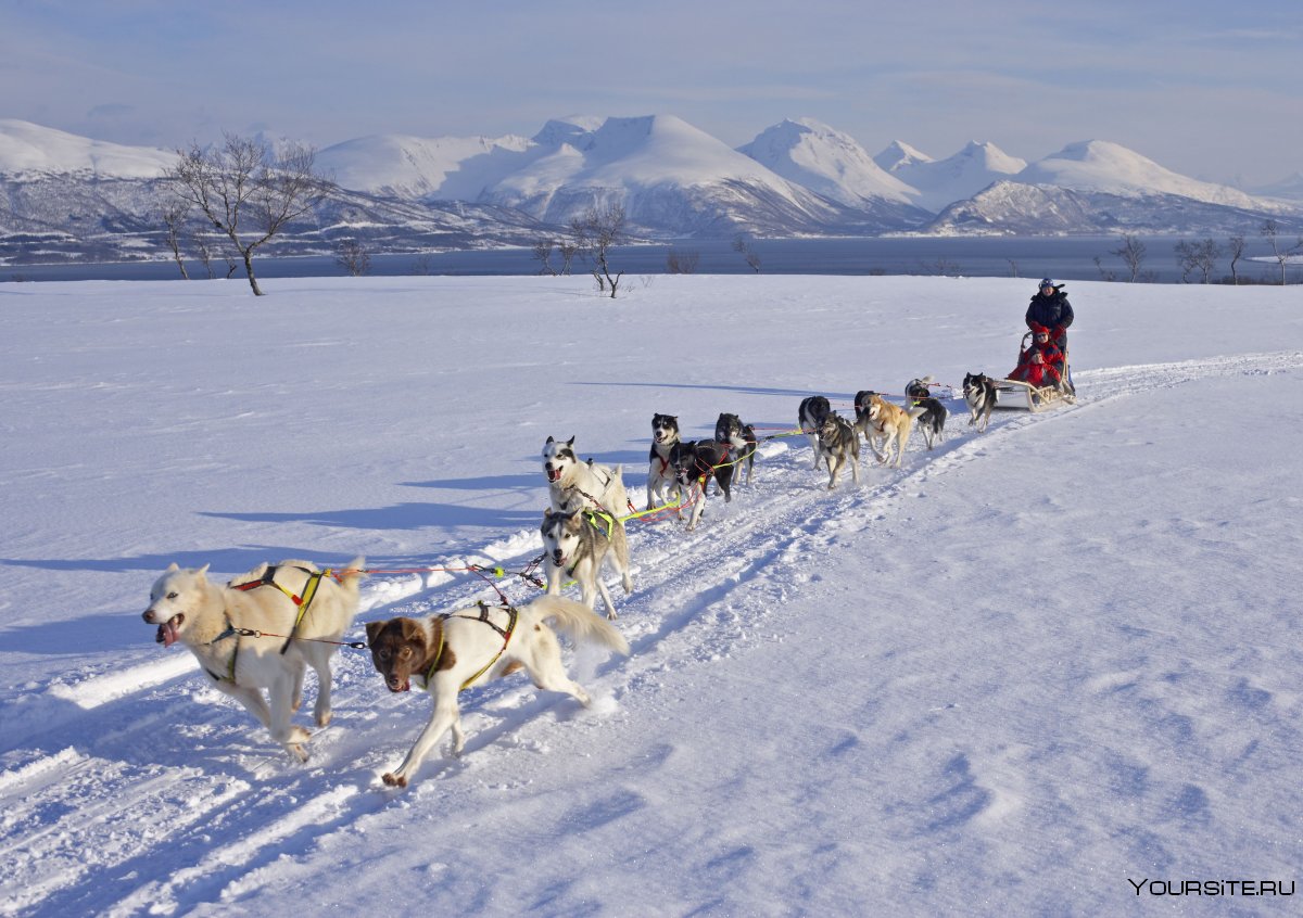 Катание на собачьих упряжках Норвегия