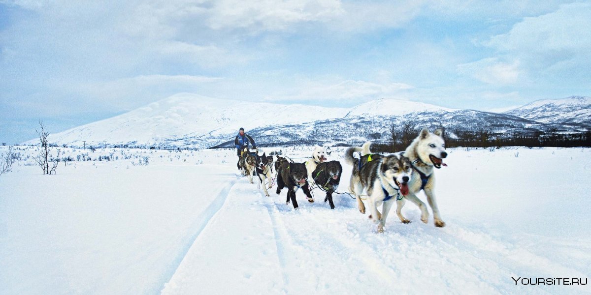 Sled Dogs Норвегия