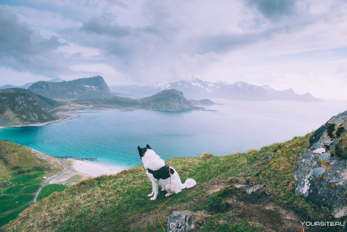 Собаки в Норвегии