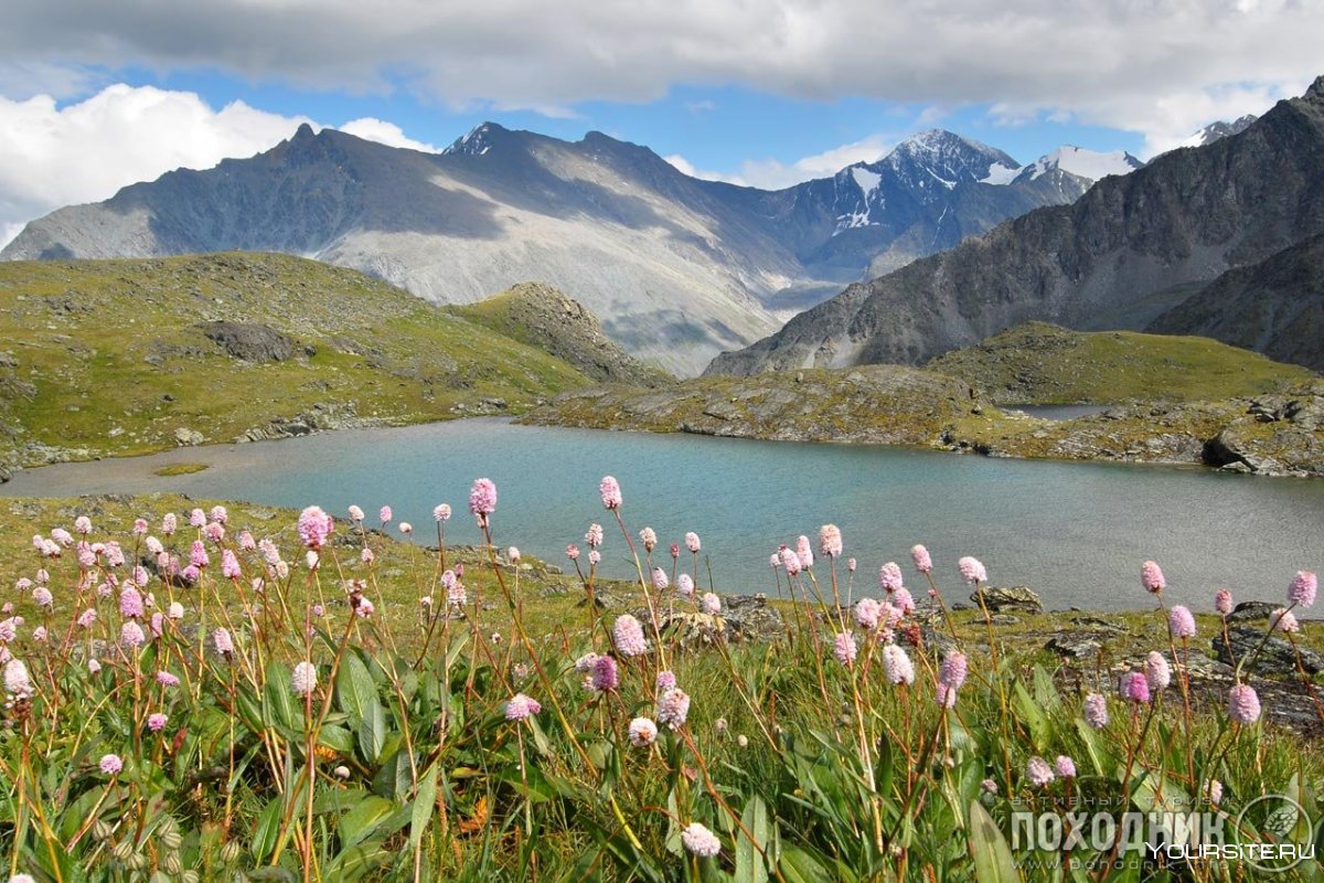 Цветы озера Алтайские