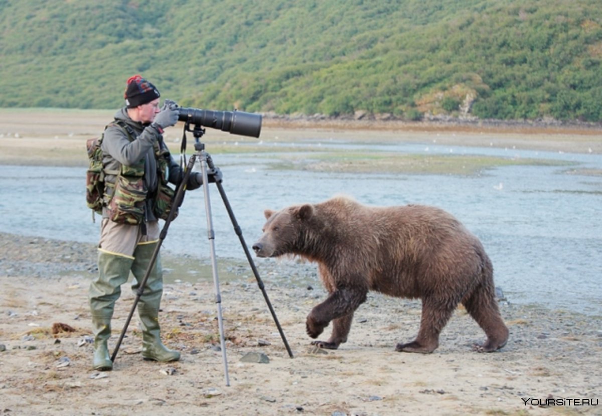 Фотографы убегают от медведя