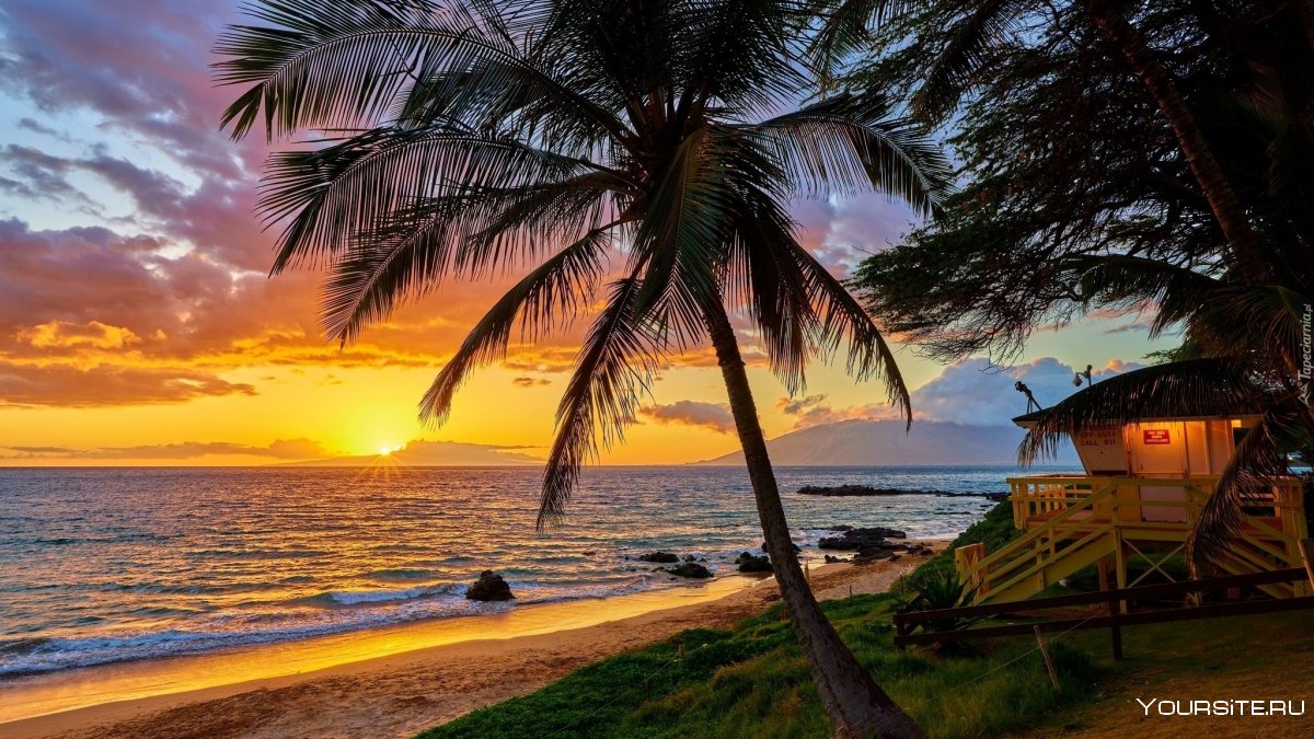 Гавайи пальмы