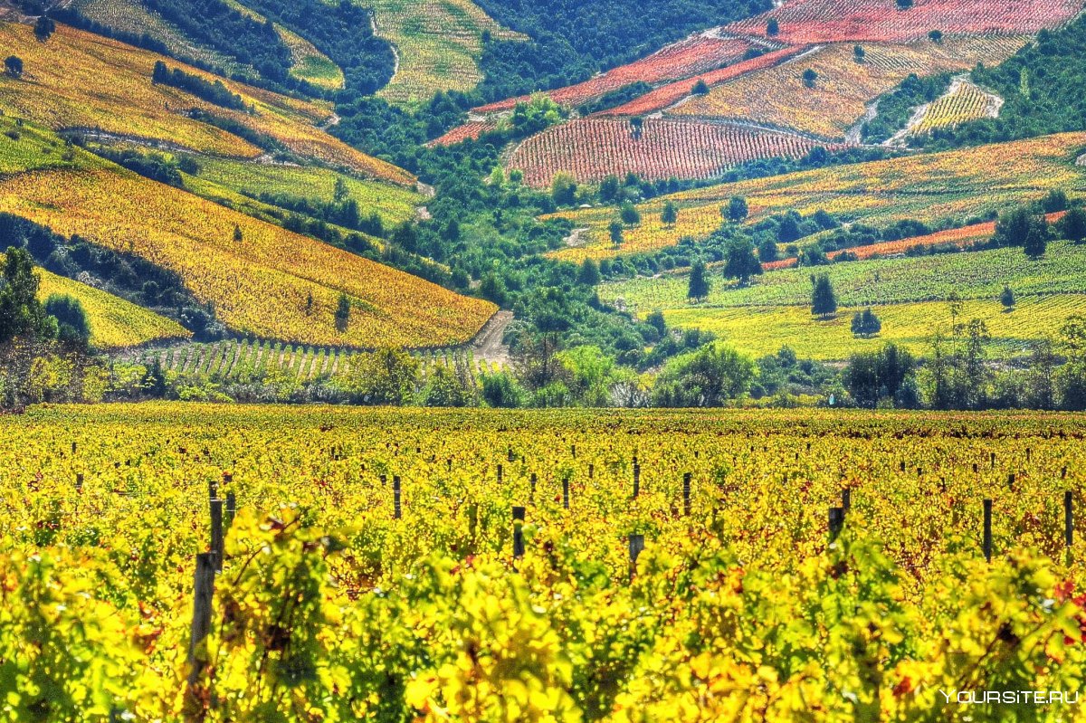 Central Otago Wine Region