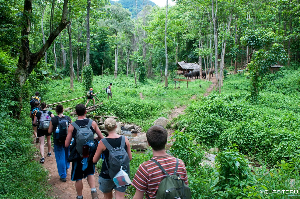 Туристы в джунглях