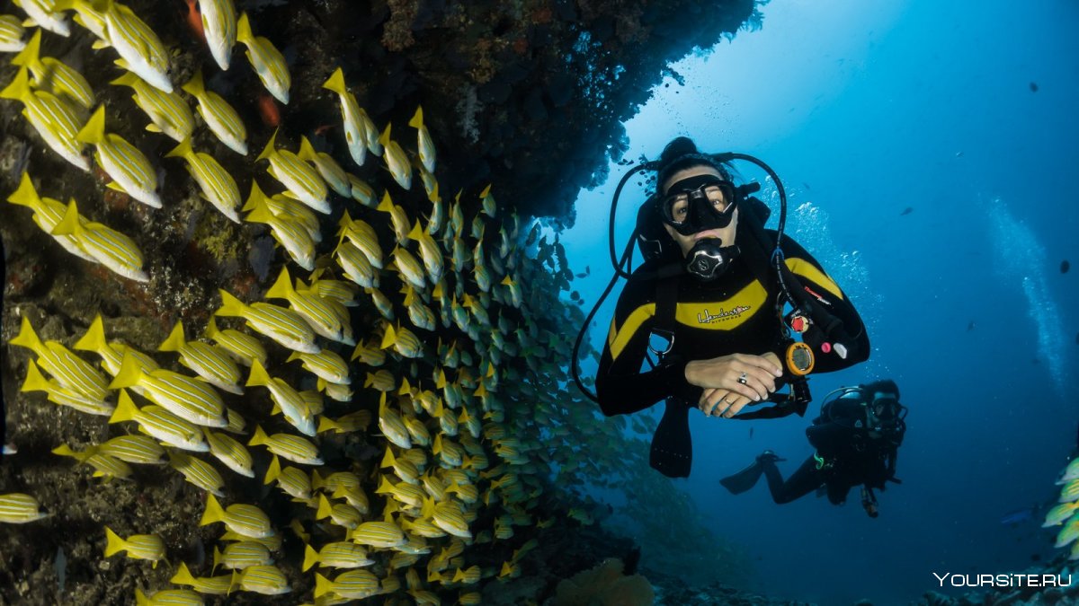 Diving in Pattaya the best places Tips and Reviews of Tourists