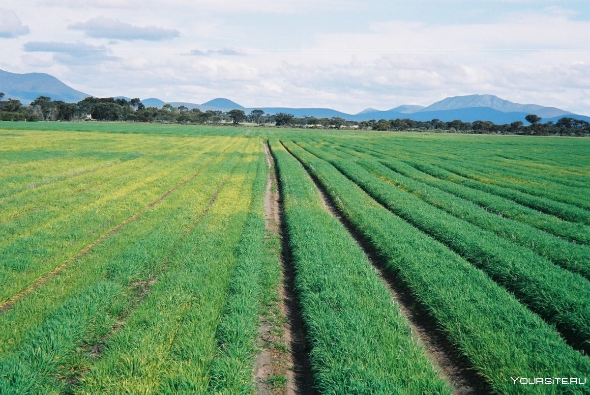 Сельское хозяйство Австралии Растениеводство