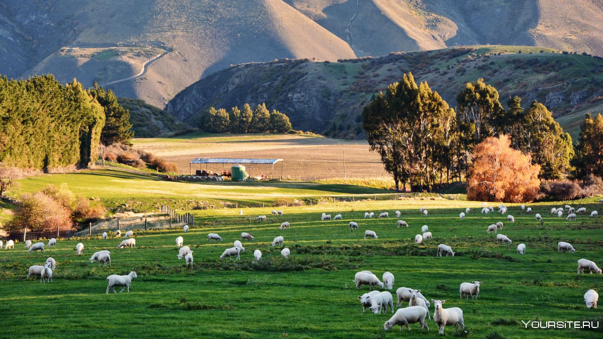 Овцеводство в новой Зеландии фермы
