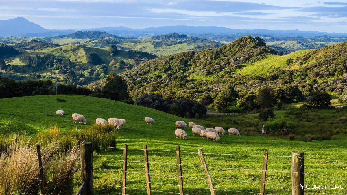 Новая Зеландия агрокультура
