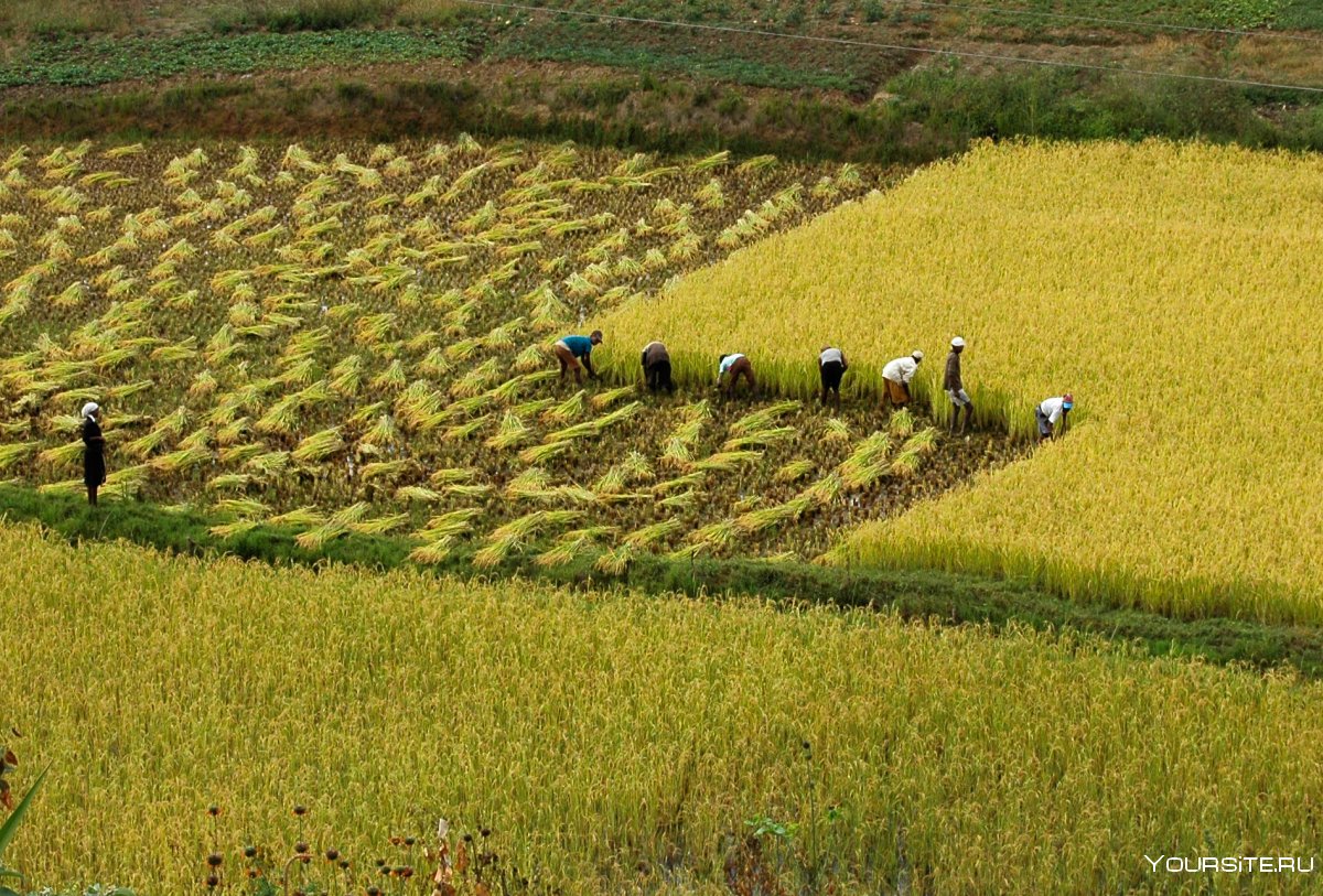 Сельское хозяйство Африки Мадагаскар