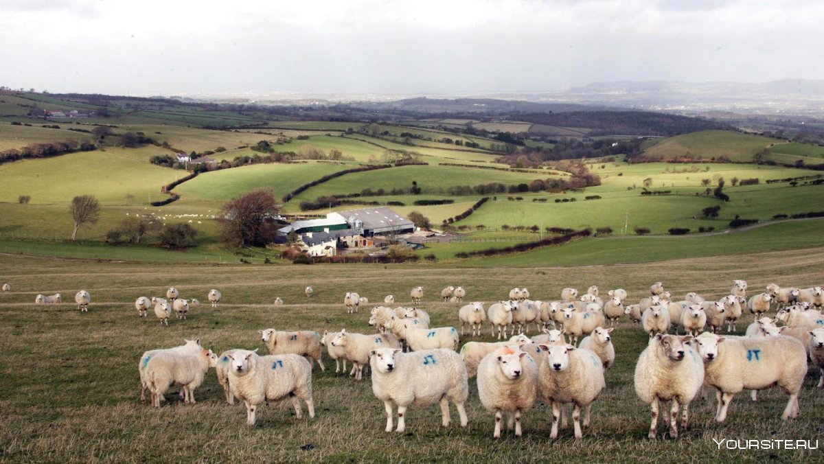 Уэльс овцеводство