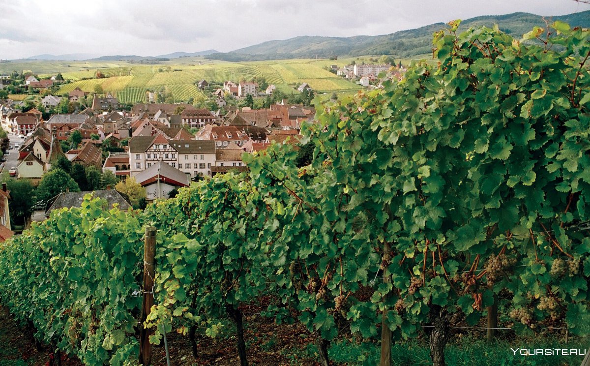 Эльзас Франция виноградники