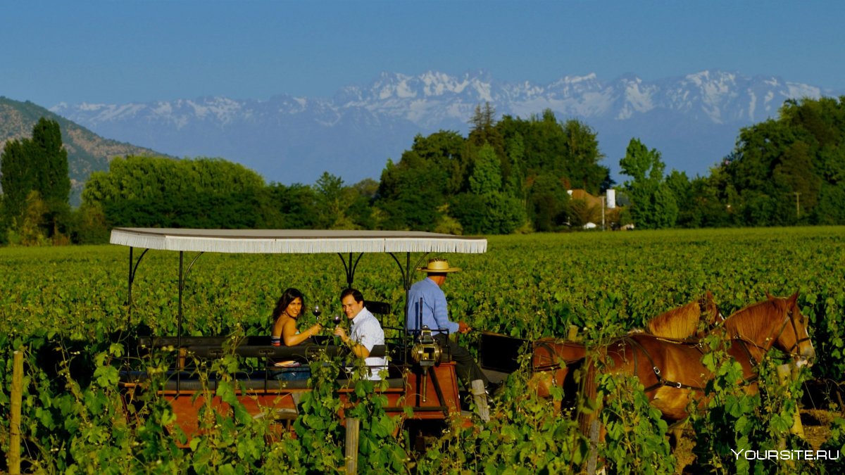 Виноградники Аргентины вино
