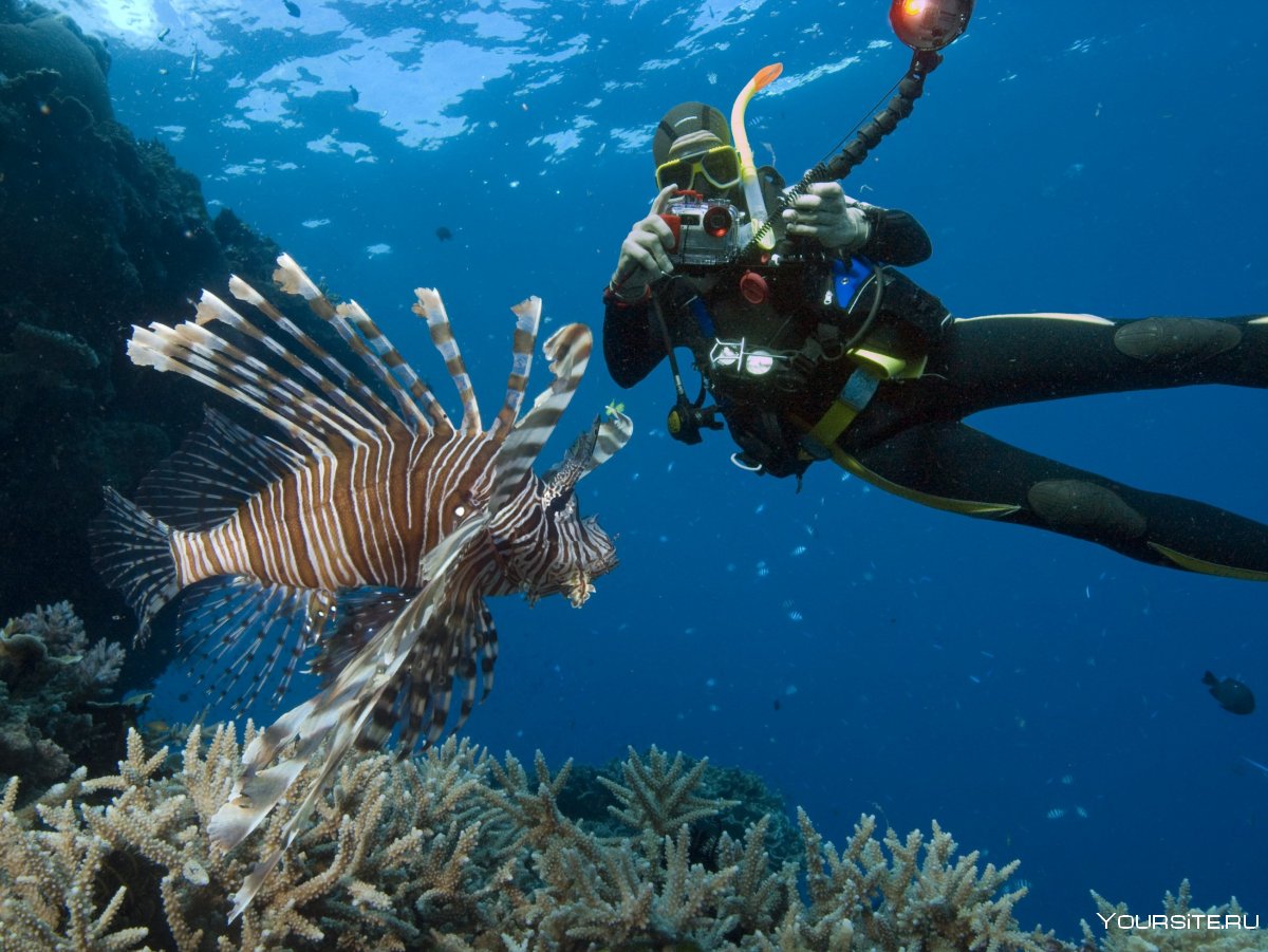 Аквалангисты фотографируют кораллы
