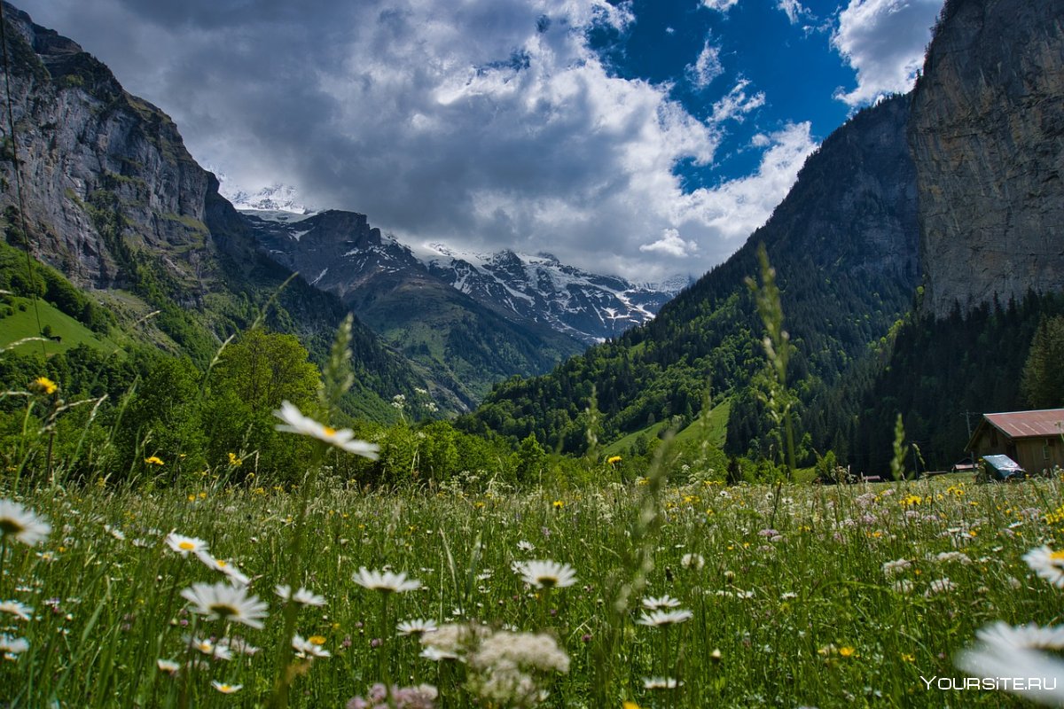 Альпийский луг Швейцария